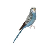 Budgie / blue