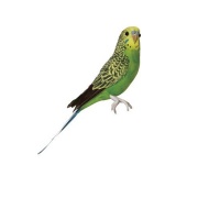 Budgie / green