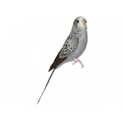 Budgie / grey