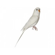 Budgie / white