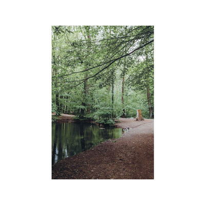 Walking Wild - Berlin mit Hund