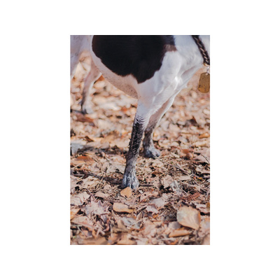 Walking Wild - Berlin mit Hund