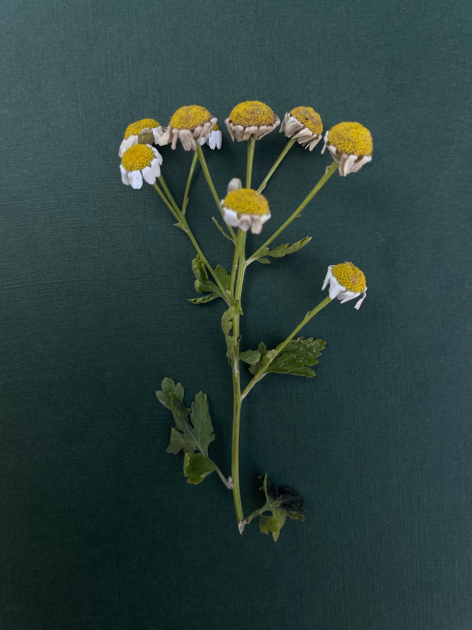 MINIMARKT Friend Rachel Wilder Botanics