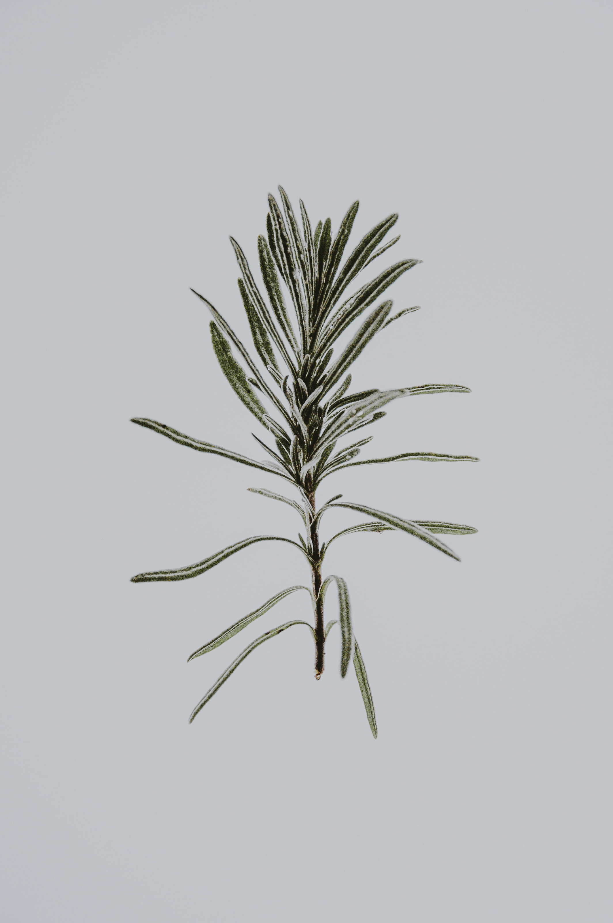 MINIMARKT Friend Rachel Wilder Botanics_Rosmarin
